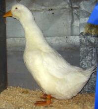 Pekin duck