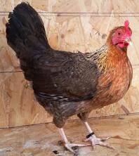 a welbar chicken hen stood on chipboard