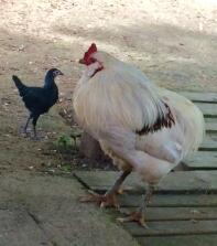 a Araucuna chicken, one large and white and one small and black stood outside