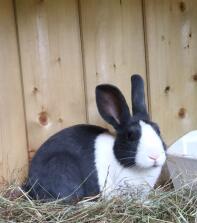 a black and white bunny rabbit in a hutch with hay inside