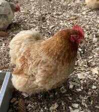 Sally is a super soft pekin bantam.