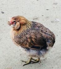 a small brown araucana chciken walking in a garden