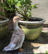 Duck in garden