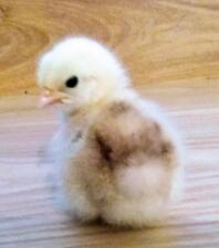 2 days old pekin bantam chick.