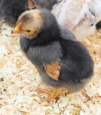 Chick