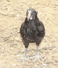 Young la fleche cockerel