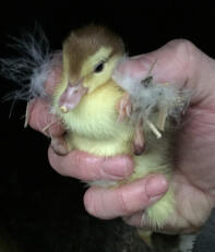 Day old chocolate magpie muscovy duckling