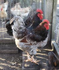 two large brown and white chickens in a chicken coop