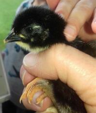 a small black and yellow chick being held by its owner