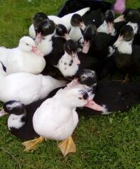 Beautiful muscovy poults