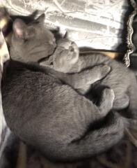 Two British Shorthair cats having a nap together.