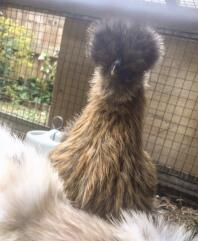 a fluffy brown chicken in a pet run