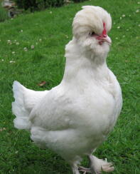 A sultan chicken - fully grown female.