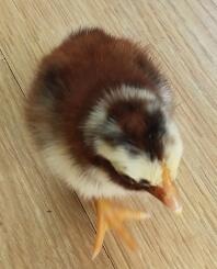 Chick