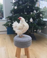 A white chicken on a stool in front of a Christmas tree