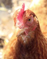 an orange gingernut ranger chicken in the sun