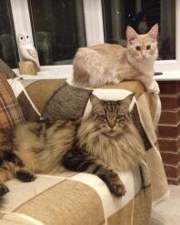 Two Maine Coon cats sat on a sofa.