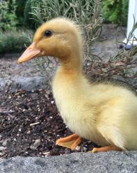 a yellow baby duckling in a garden