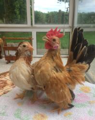 two serama chickens stood on a table