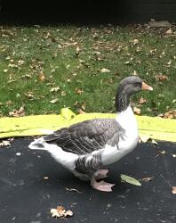 a pomeraninan goose stood on a trampoline