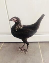 a black small lean chicken