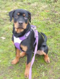 Rottweiler with purple harness on