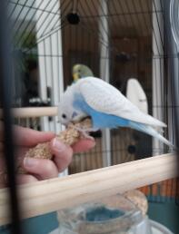 A budgie eating some treates - yum yum