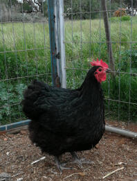 Karate hen - an australorp chicken