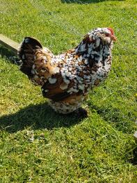 Chicken in garden