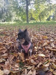 long haired chihuahua with a pink large collar in a park amongst leaves
