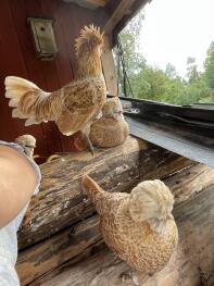 Four Polish chickens inside wooden chicken coop.