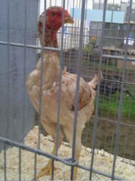 A malay chicken on show.