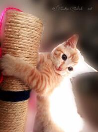 My little kitty