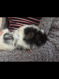 Guinea Pig in arm