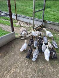 lots of geese in an outside animal run in a garden