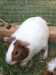 Guinea Pigs in Run