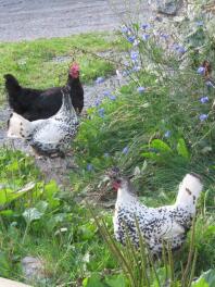 Appenzeller Spitxhauben chickens in a garden.