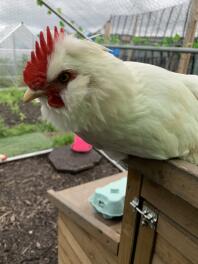 Chicken sitting on Coop