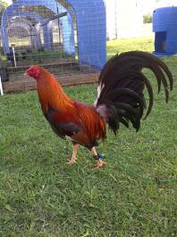 Cockerel in garden