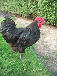 Australorp cockerel