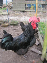 Australops Chickens looking out with Omlet Chicken Fencing