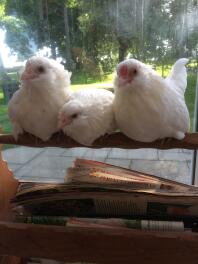 the barbu d'anver chickens sat on a perch