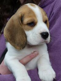 Beagle puppy