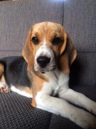 Beagle