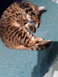 A Bengal cat lying on the floor.