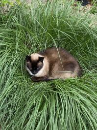 A cat lying in the grass