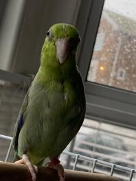 Blue Winged Parrotlet