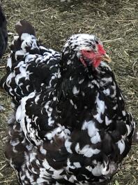 A Brahma hen in a garden.