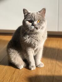 Grey British Shorthair cat sitting on wooden floor in the sunlight