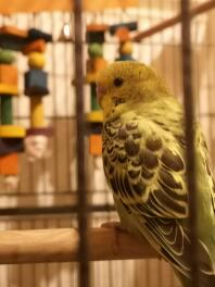 Budgie in Cage